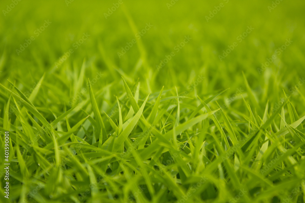 Fototapeta premium spring season abstract natural background of green rice farm close up with water drop . grass with water drops .