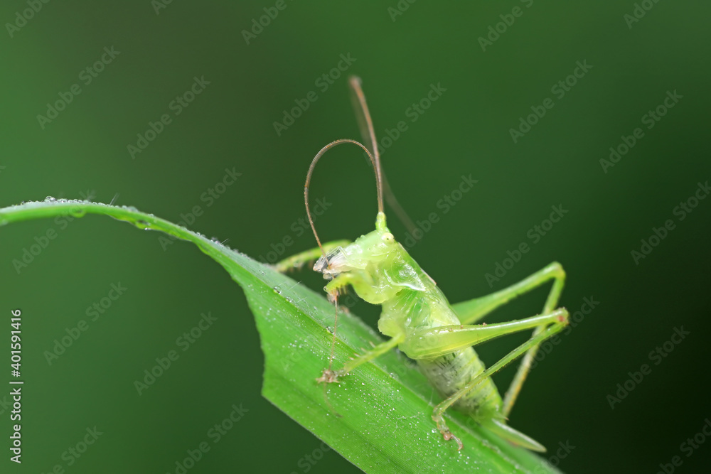 Katydids on wild plants, North China Katydids on wild plants, North China