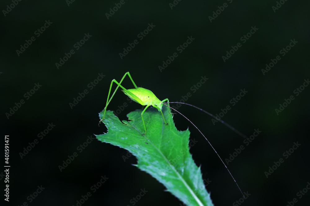 Katydids on wild plants, North China Katydids on wild plants, North China