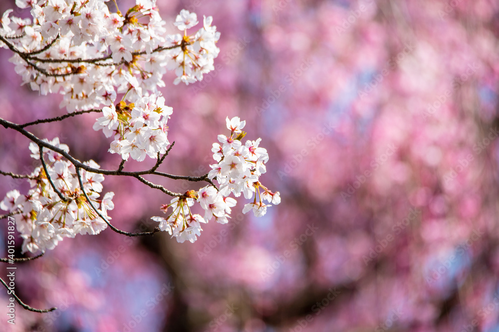 風景素材　満開の桜の花