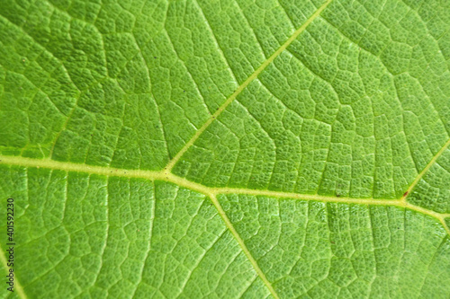 green leaf texture