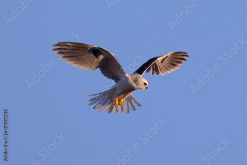 Close-up of a white-tailed kite about to dive on a prey, seen in beautiful light in North California 