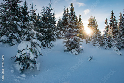 Scenic winter snowy forest lit by the setting sun