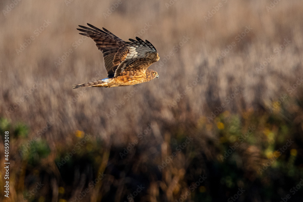 Obraz premium Extremely close view of a male hen harrier hunting, seen in the wild in North California