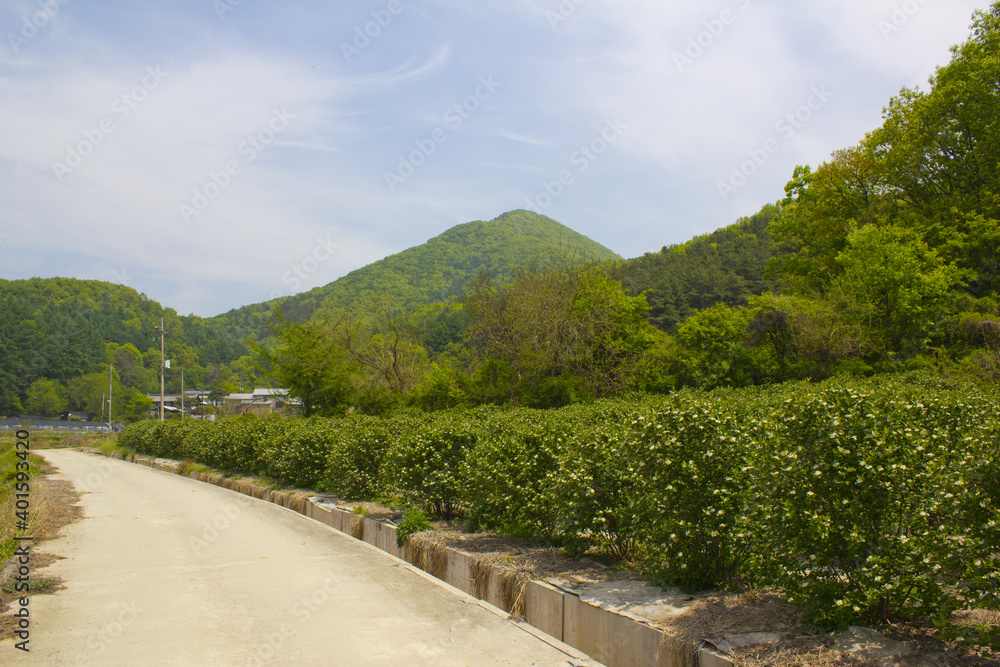 spring mountain and road in countryside.