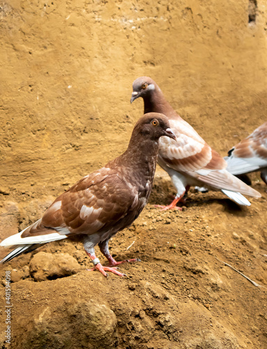 photo of two pigeons photo