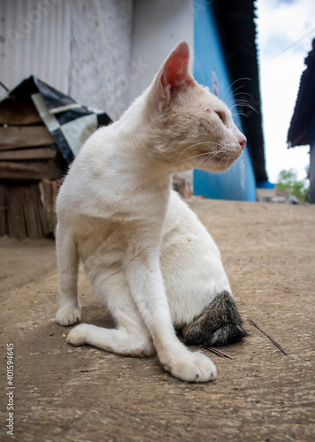 a photo of a cat looking away photo