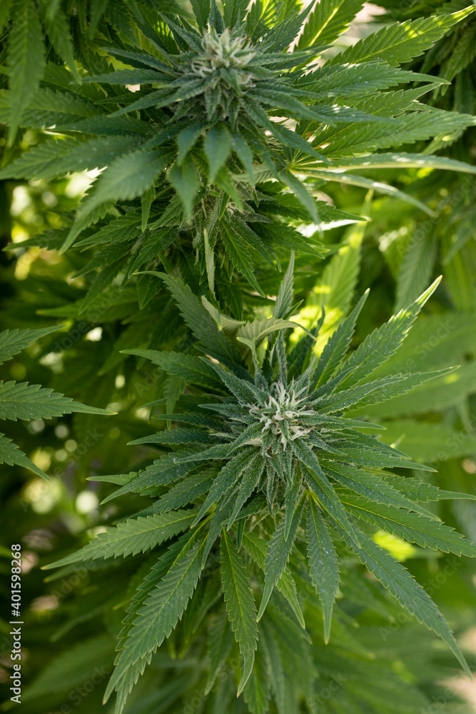 Detail of cannabis buds and leaves on an outdoor plant.