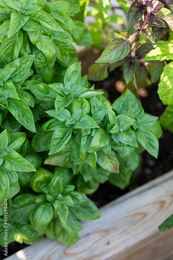Detail of basil and herbs in a home garden Detail of basil and herbs in a home garden