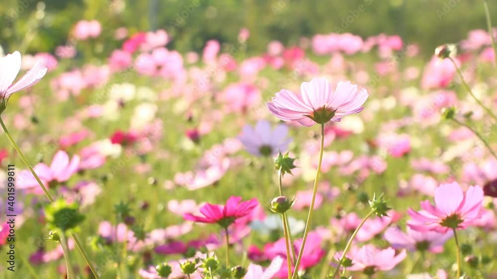 Beautiful cosmos flowers in the garden, outdoor Chiangmai Thailand Beautiful cosmos flowers in the garden, outdoor Chiangmai Thailand