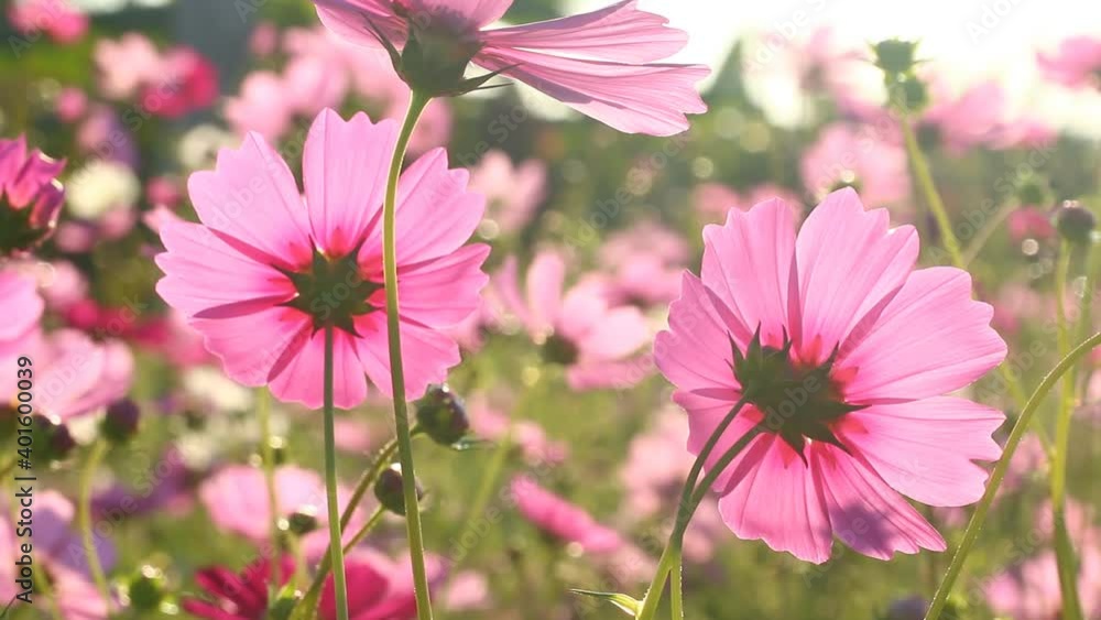 Beautiful cosmos flowers in the garden, outdoor Chiangmai Thailand Beautiful cosmos flowers in the garden, outdoor Chiangmai Thailand