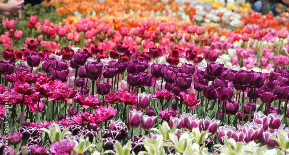Nature photography -  of tulips