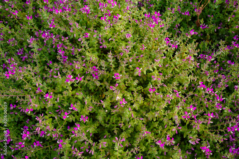Texture from blooming pink flowers. Greenery background.