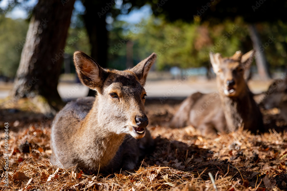 Fototapeta premium Traveling in the wonderland of the deers