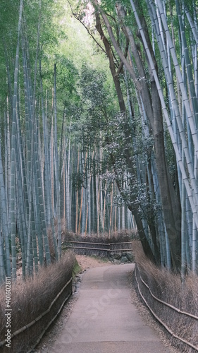 Fototapeta Naklejka Na Ścianę i Meble -  japanese bamboo forest with no people