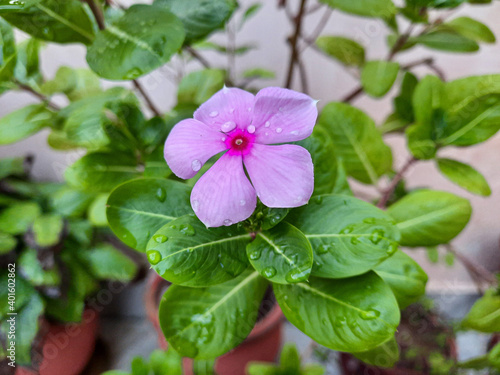 pink flowers in the garden