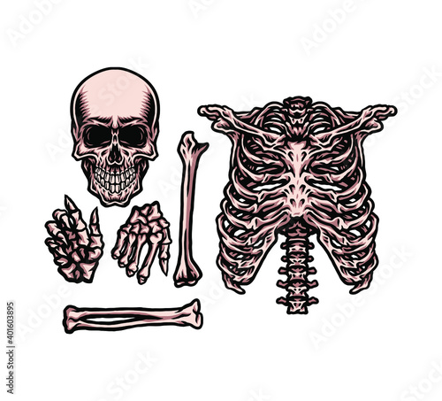 Human skeleton set, hand drawn line style with digital color, vector illustration