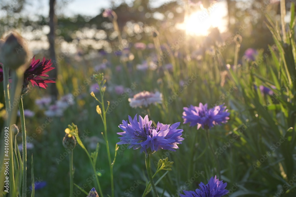 Obraz premium Purple flowers with the sunset.
