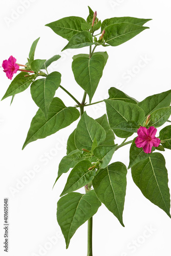 オシロイバナ 白背景