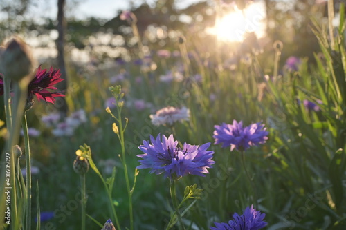 Purple flowers with the sunset. © so_sira
