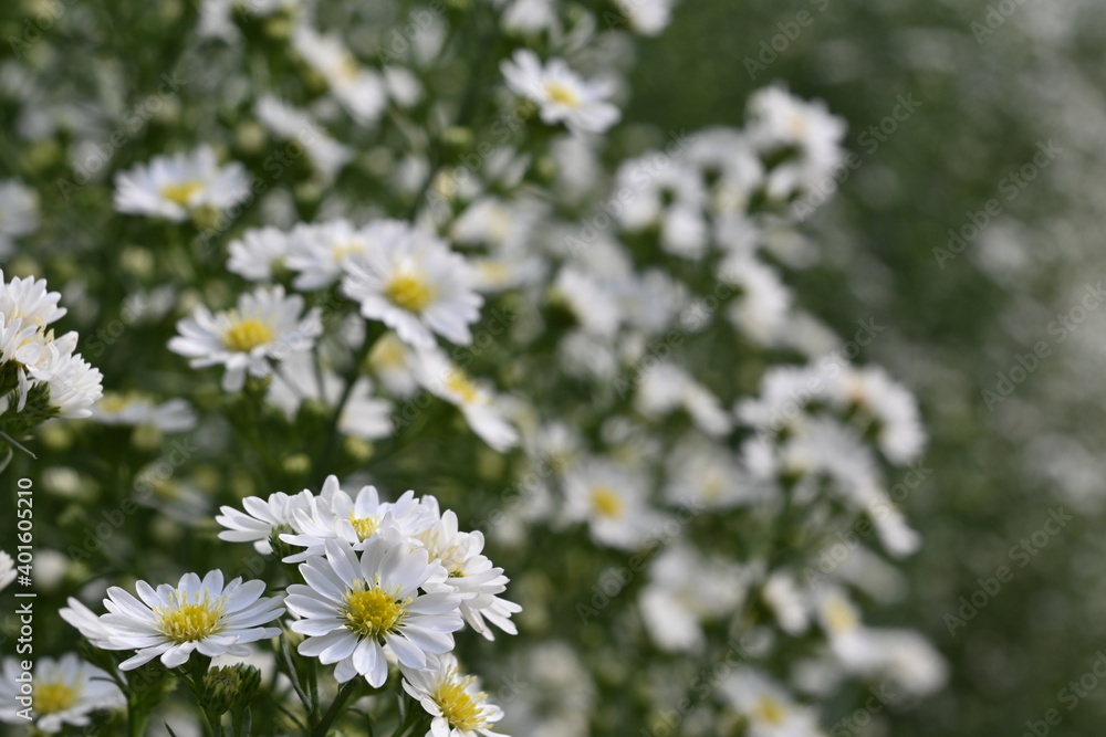 Garden with many blooming flowers. Garden with many blooming flowers.