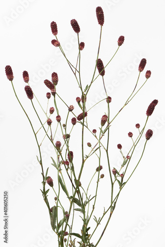 ワレモコウ 白背景