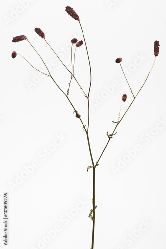 ワレモコウ 白背景