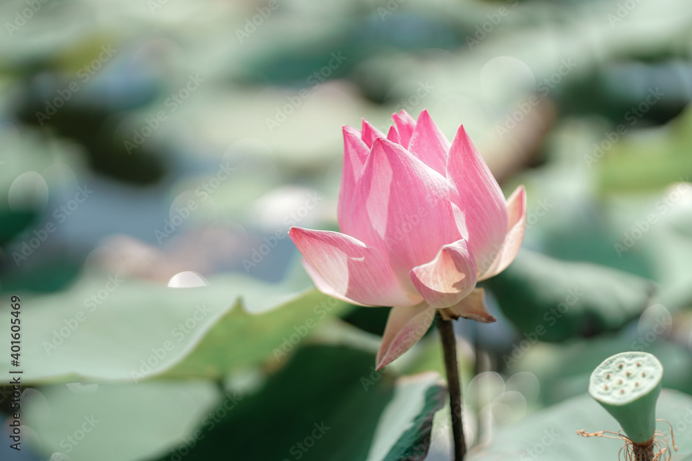 pink lotus floating on the water in the pond 