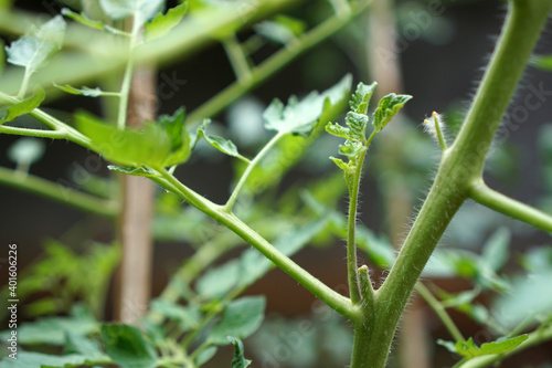 Prune the water shoots that grow between the stems and twigs of the tomato plant                     