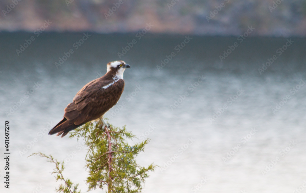 Fototapeta premium Osprey perched in juniper tree by lake