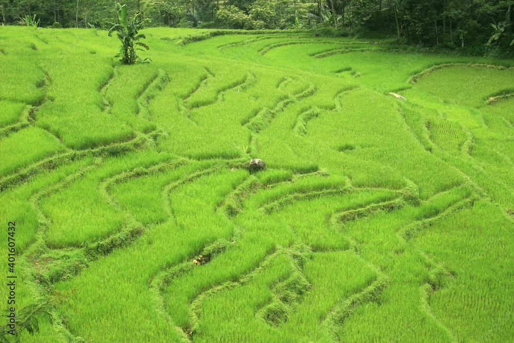 This is a photo of a beautiful natural view of a green rice terrace.
