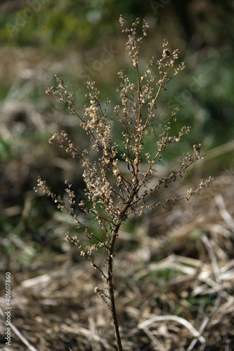 withered wild flower