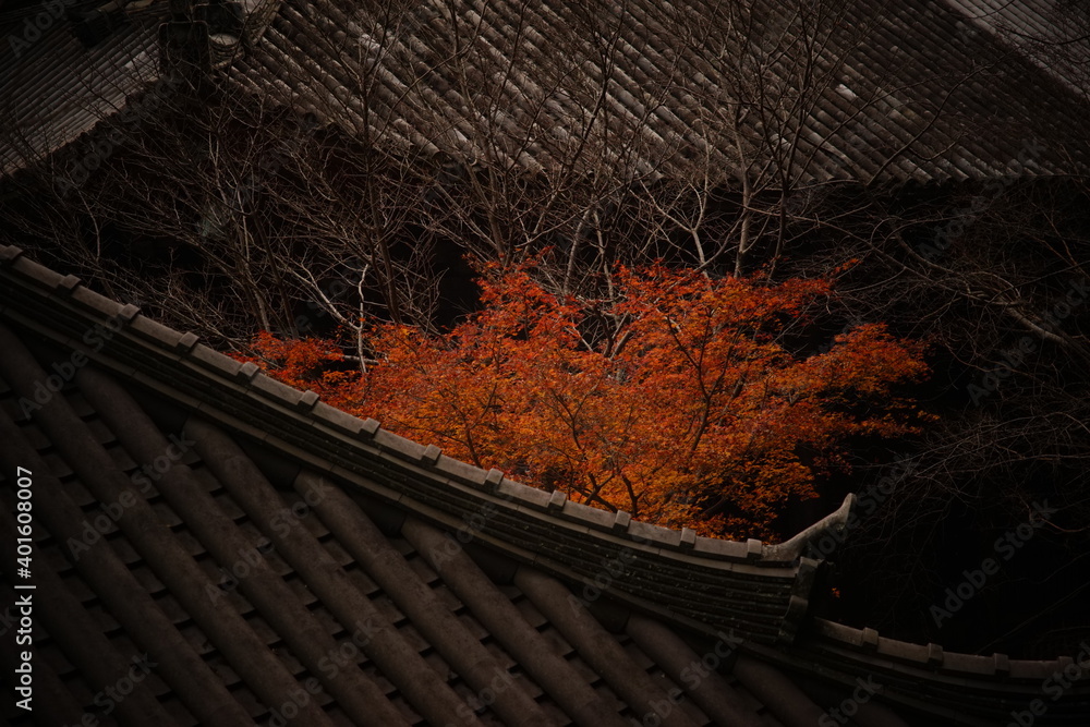 秋の紅葉した樹木が美しい日本の寺院の屋根瓦 秋の紅葉した樹木が美しい日本の寺院の屋根瓦