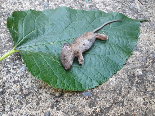 The little biceps that were bitten by a cat to death lie on a green leaf. Focus the focus on the stomach of the rat. Rats can transmit diseases directly or indirectly to humans such as leptospirosis, 