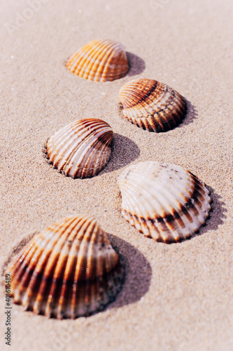 Summer time. Seashells  starfishes on sand ocean beach background. Travel concept in minimal style.