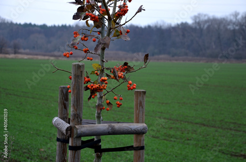 planting of a new tree, windbreak, biocodor, alley of fruit trees. fixed to the pole and fenced with plastic protective mesh. in a landscape near a field of rowan with orange berries photo