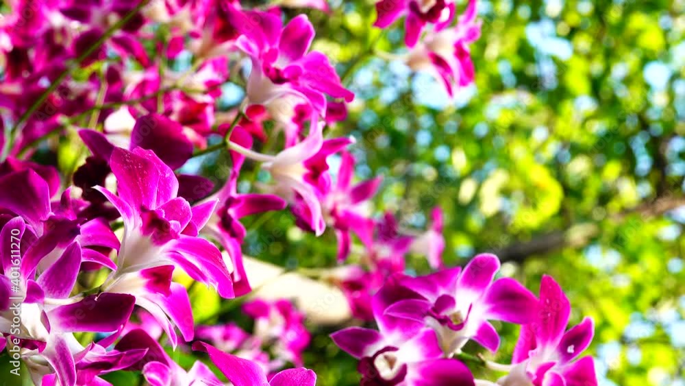 4K Orchid purple flowers blooming and moving in the garden. 4K Orchid purple flowers blooming and moving in the garden.