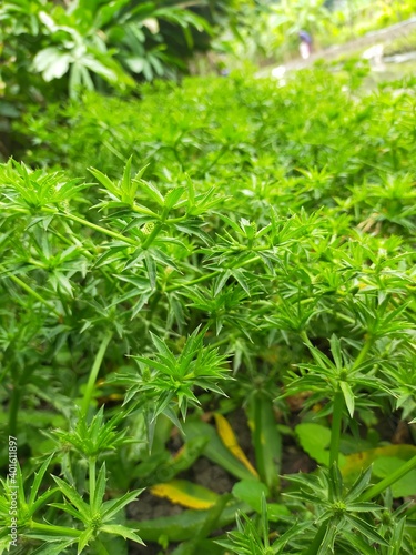 close up of dill