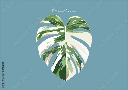 Vector Illustration of Monstera