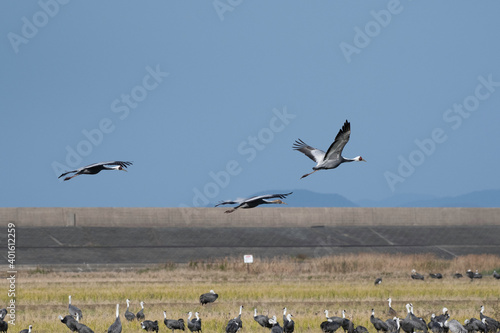 Family of white-naped cranes flying with back of blue sky © 雅文 大石