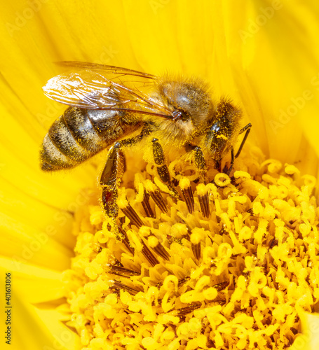 Close-up of a bee on a yellow flower.