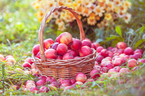 Basket with red apples in the grass in the garden