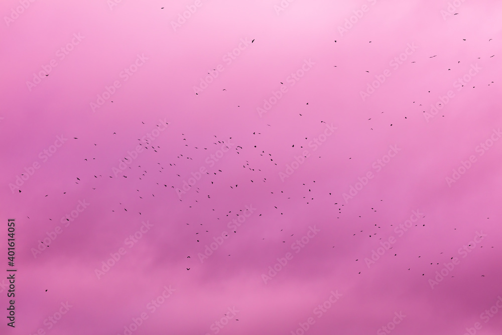 A flock of birds isolated on the pink sky.
