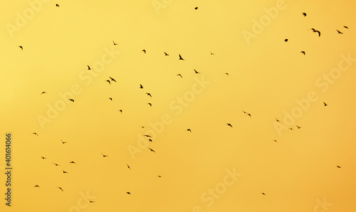 A flock of birds in the golden sky.