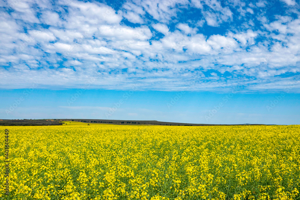 Fototapeta premium キャノーラ畑(オーストラリア)