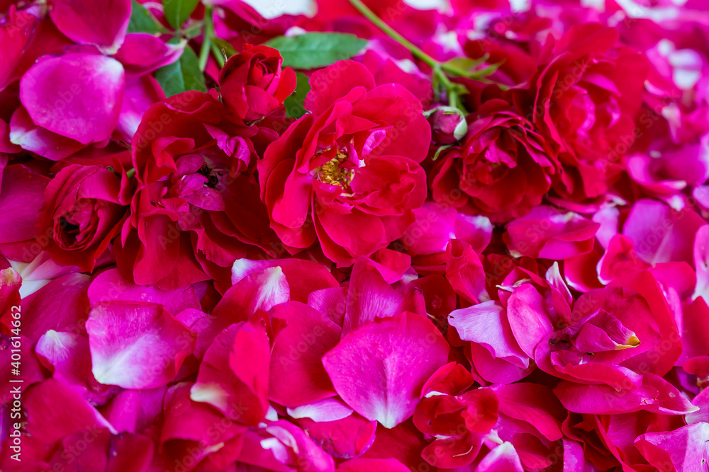 Natural background of red roses and rose petals Natural background of red roses and rose petals