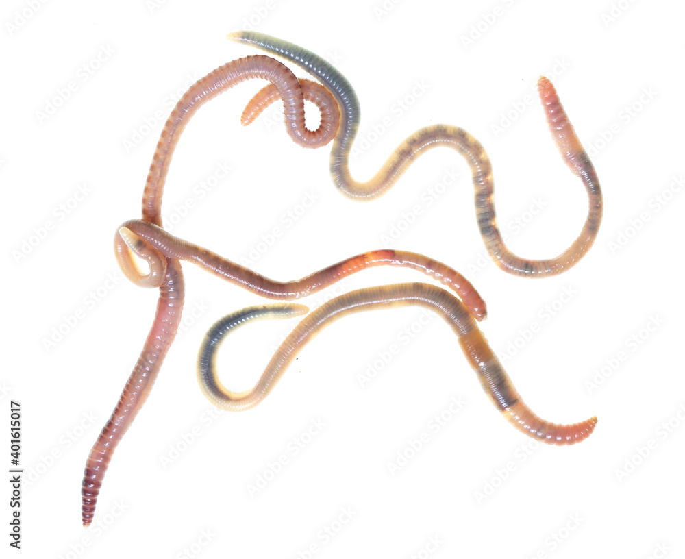 Earthworms isolated on a white Earthworms isolated on a white