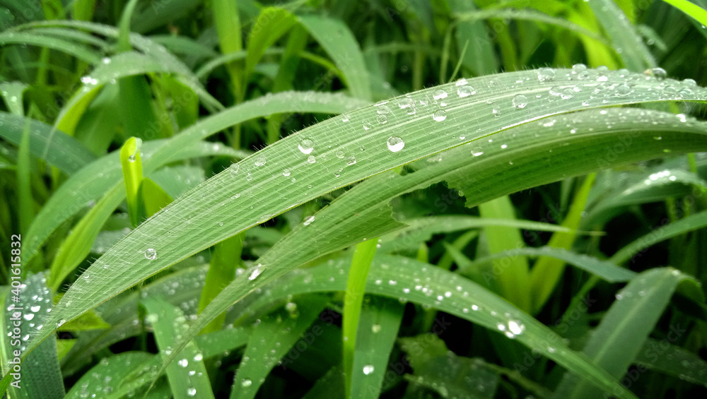 dew on grass dew on grass