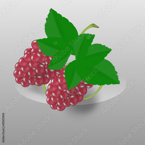 Wine grapes, table red grapes. Fresh fruit. 3d realistic fruit for icons, design, labels.