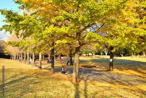 晩秋の藤沢御殿辺公園のイチョウ並木